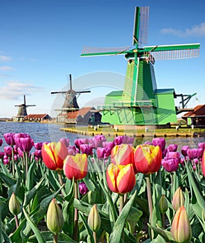 Fabulous landscape of Mill and tulips in Holland