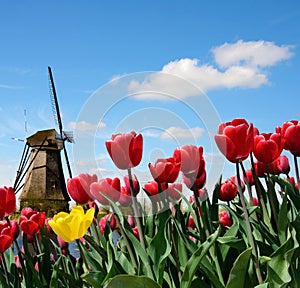 Fabulous landscape of Mill wind and tulips in Holland