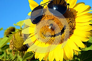 Fabulous landscape of sunflower with and face with a smile and s