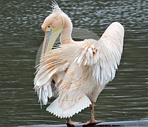 Fabulous light pink pelican with ruffled feathers is standing on bank of lake.