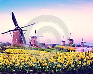 Fabulous mystical, stunning magical spring landscape with daffodils on the background of a cloudy sky in Kinderdijk, Netherlands.