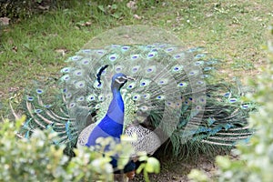 Fabulous Peacock moments before unfurling its feathers