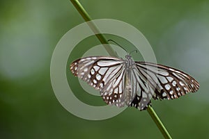 fabulous  picture of glassy tiger butterfly ( parantica aglea) butterfly .