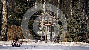 a fabulous picture, a wooden feeder in the forest, between green trees, to which birds willingly fly