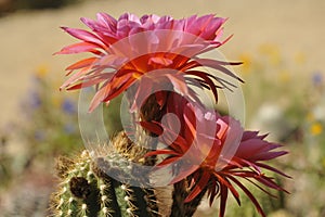 Fabulous Pink Cactus Bloom