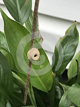 Fabulous Pot From Potter Wasp Insect - Eumeninae