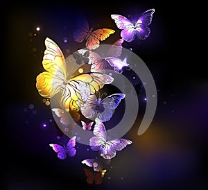 Fabulous purple butterflies on black background