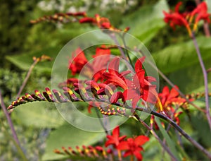 Fabulous Red Crocosmia Flowers In Soft Focus Garden