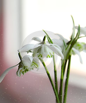 Fabulous snowdrop