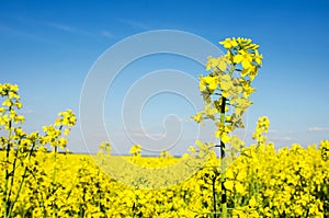 Fabulous spring landscape with flowers of rape middle of the field on the background of blue sky