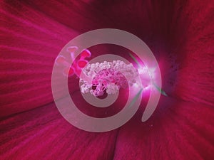 Fabulous stamens of a red hibiscus bloom.