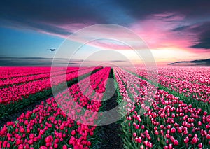 Fabulous stunning magical spring landscape with a tulip field on the background of a cloudy sky at sunset in Holland. Charming