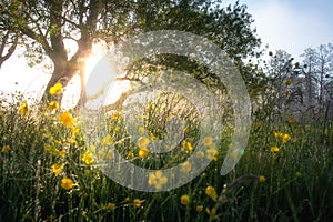 Fabulous summer background. Sunlight in outdoor