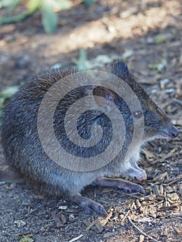 Fabulous Tiny Endearing Long-Nosed Potoroo.