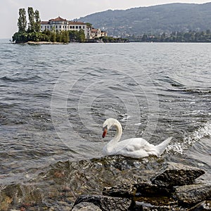 Fabulous white swan on the water of Lake Maggiore with Isola Bella in the background, Stresa, Italy