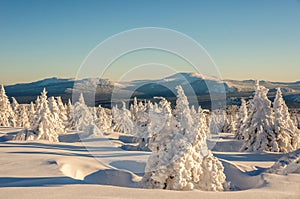 Fabulous winter forest