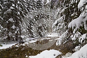 Báječný zimní les a řeka, zasněžené