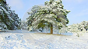 Fabulous winter forest, snow storm in the pine winter forest, blizzard in the forest, Forest Trees In Snow Storm
