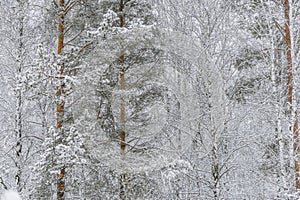 Fabulous winter forest. After the snowfall, the tree branches are covered with fluffy snow. Christmas mood.Silence in