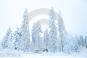 Fabulous winter landscape, Christmas trees in the snow, cold, snowy