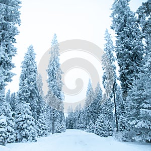 Fabulous winter landscape, Christmas trees in the snow, cold, snowy winter