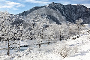Fabulous winter landscape on the river. Trees in hoarfrost. Winter day. Winter in Russia, Altay. Mountains in the background