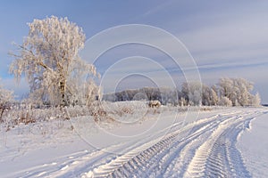 Fabulous winter landscape with white trees