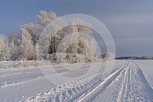 Fabulous winter landscape with white trees