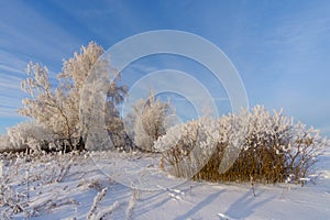 Fabulous winter landscape with white trees