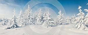 Fabulous winter panorama of mountain forest with snow covered fir trees. Colorful outdoor scene, Happy New Year celebration
