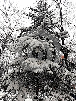 Fabulous winter.Winters tale.Beautiful of the year. photo