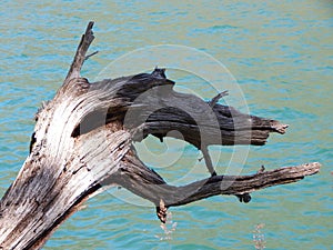 Fabulous wooden snag in a mountain lake.