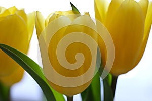 Fabulous yellow tulips