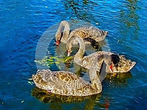 - fabulously beautiful black swans in the lake.