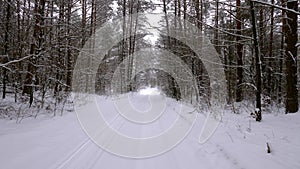 Fabulously beautiful winter coniferous forest