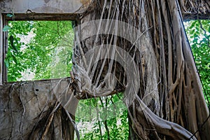 Facade of abandoned building invaded by aerial tree roots