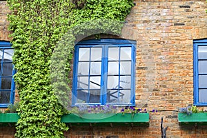 Facade of brick building with climbing ivy on the wall, Neals Yard, London, United Kingdom