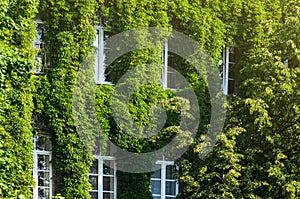 The Facade of the Building is Covered with Ivy