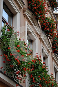 Facade of building with flowers on windows