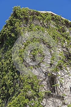 Facade of an ecological building with green plants on a stone wall of a house facade on street, Herceg Novi, Montenegro