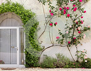 Facade of Historic Building Covered By Ivy and Roses