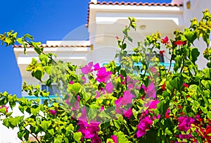 Facade of Hotel with balconies and windows decorated with flowers Sharm El Sheikh, Egypt
