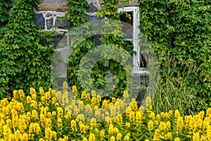 The facade of the house is immersed in greenery and yellow flowers, the white windows of the house, rural scene