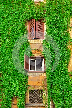 Facade on the old building in Rome, covered by ivy