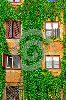 Facade on the old building in Rome, covered by ivy