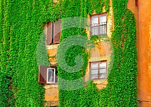 Facade on the old building in Rome, covered by ivy