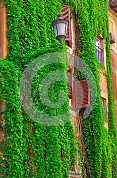 Facade on the old building in Rome, covered by ivy