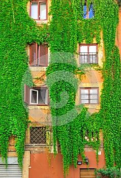 Facade on the old building in Rome, covered by ivy