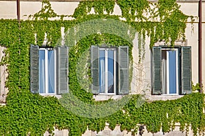 Facade on the old building in Rome, covered by ivy