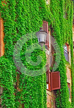 Facade on the old building in Rome, covered by ivy